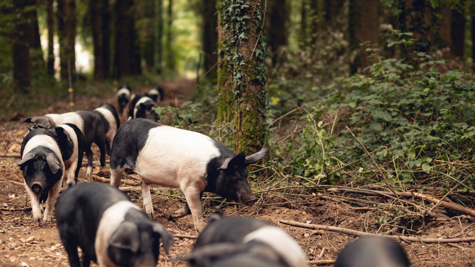 HomeFarmPigs_MaxCarter_2025_011.jpg