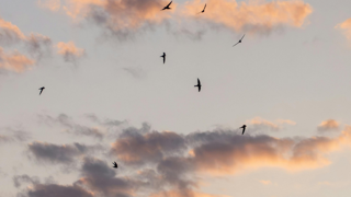 Swallows (1).png