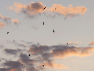 Swallows (1).png