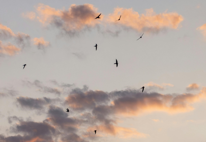 Swallows (1).png