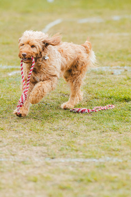Goodwoof2026_KirstyJayneRussell_372.jpg