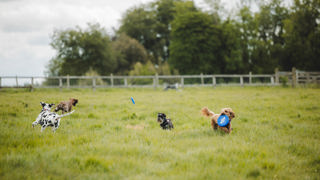 Goodwoof2026_KirstyJayneRussell_523.jpg