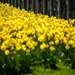Daffodils001.jpg