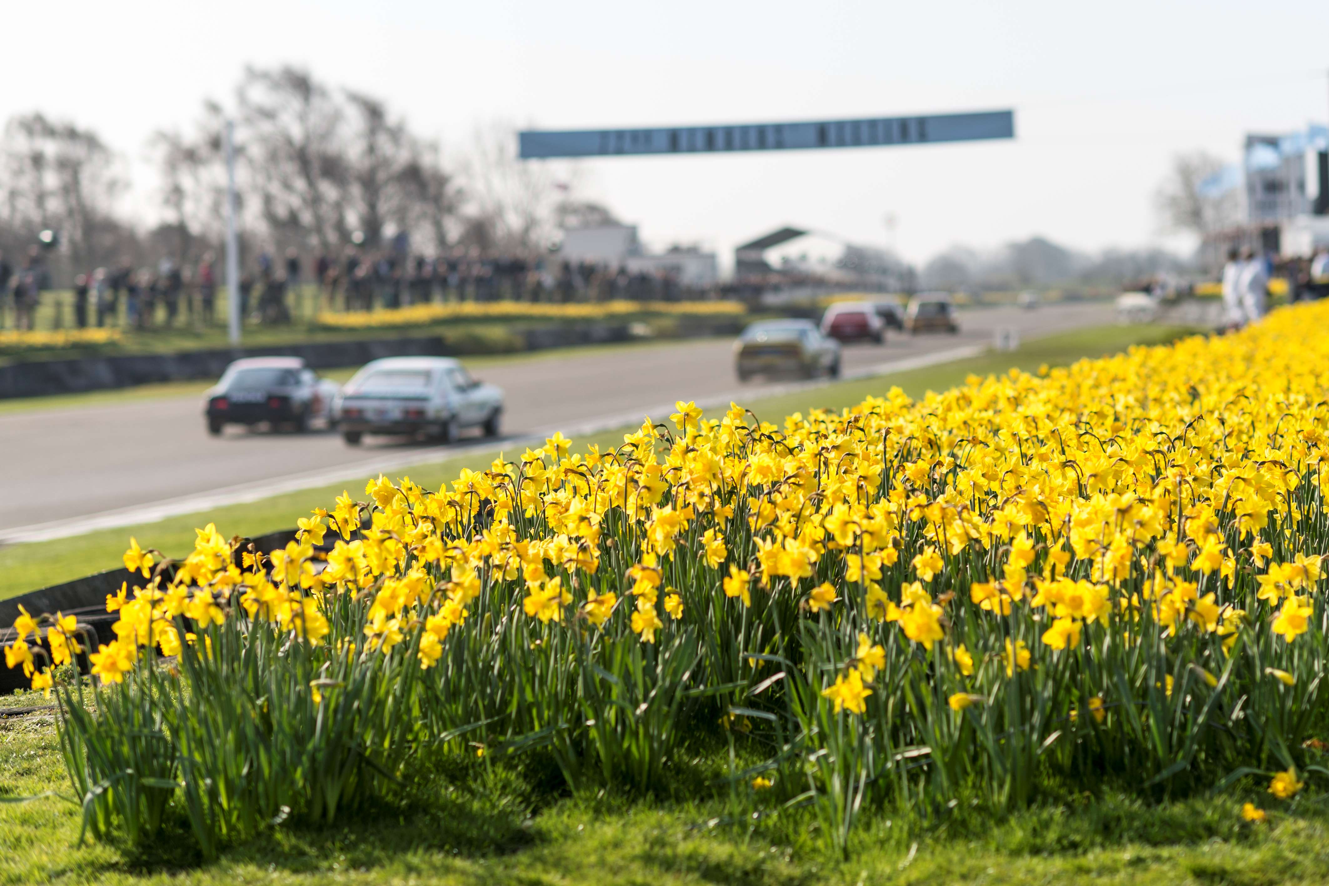 Flower Power The Daffodil Estate News Goodwood