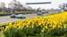 Daffodils006.jpg