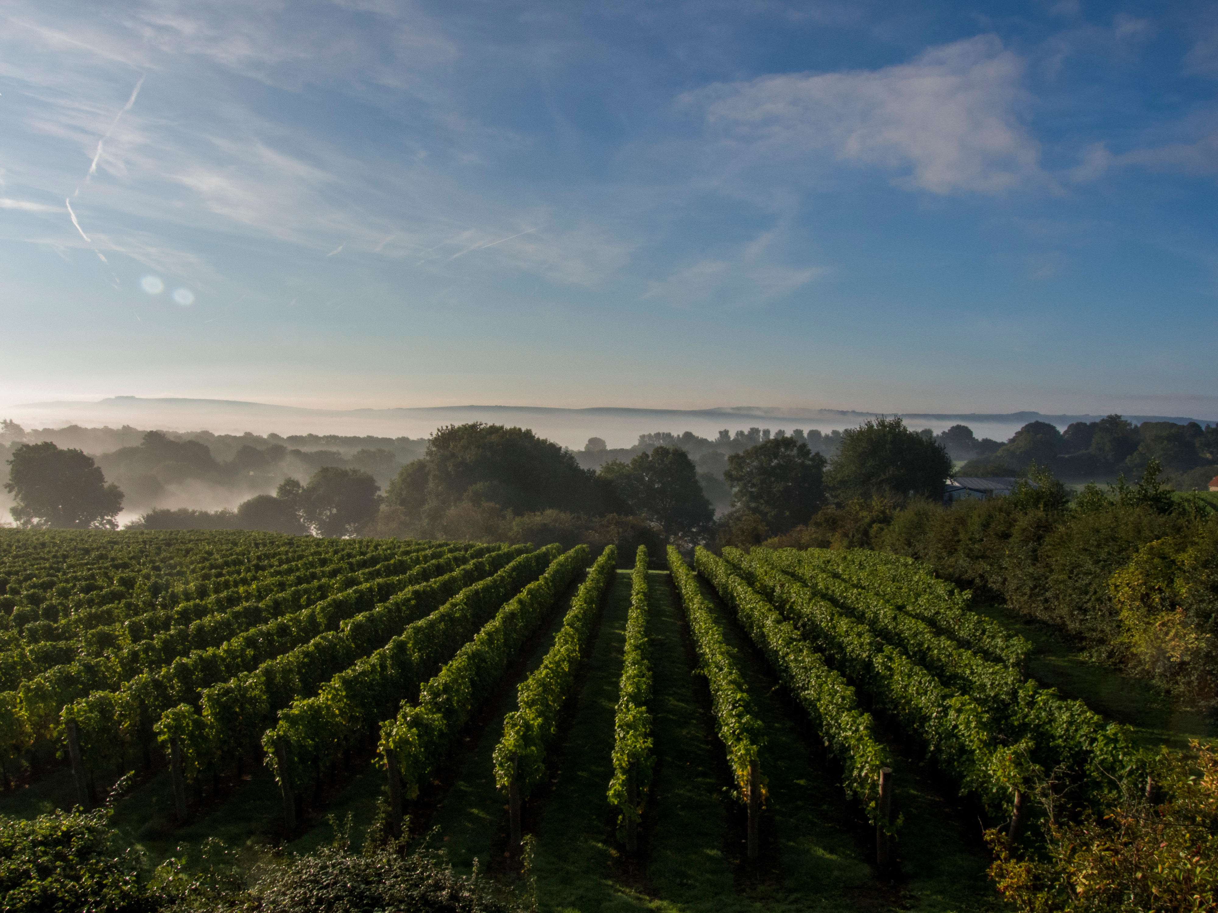 Verdant vineyards of East and West Sussex
