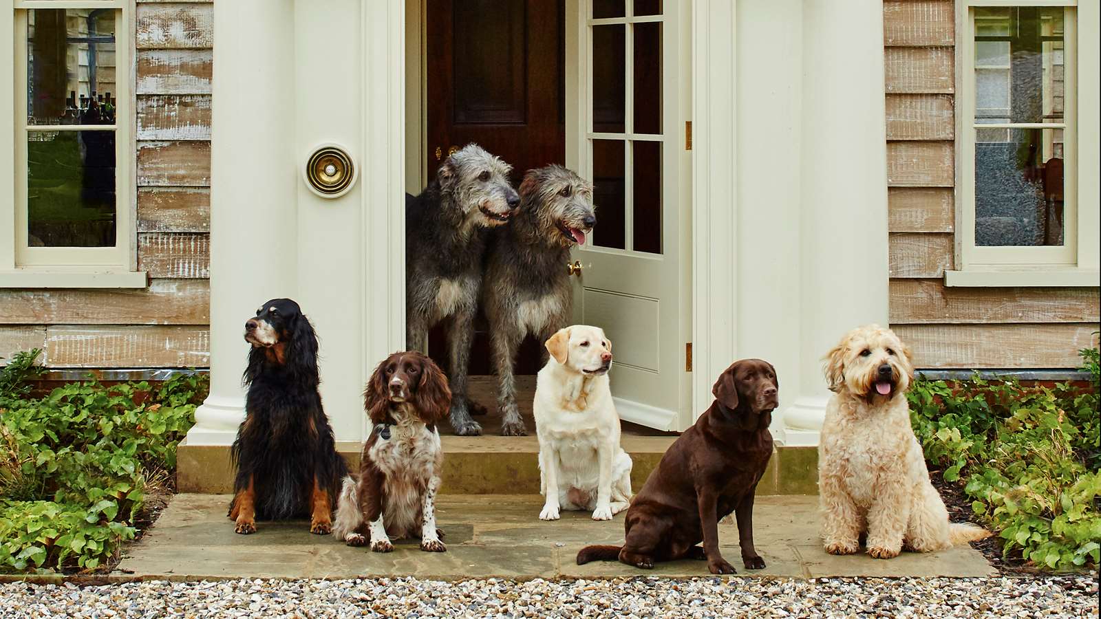 Dogs at Hound Lodge, ahead of Goodwoof in May 2020. 