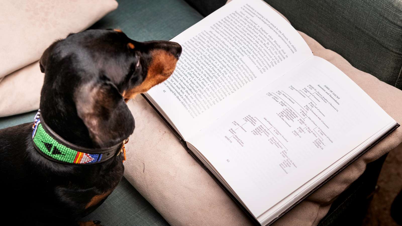 Sausage dog reading at The Kennels, where Goodwoof will be held.