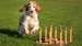 Spaniel playing ring toss, lots of exciting activities coming to Goodwoof dog event.