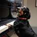 Sausage dog playing the Piano at The Kennels, where Goodwoof will be held in May 2020.