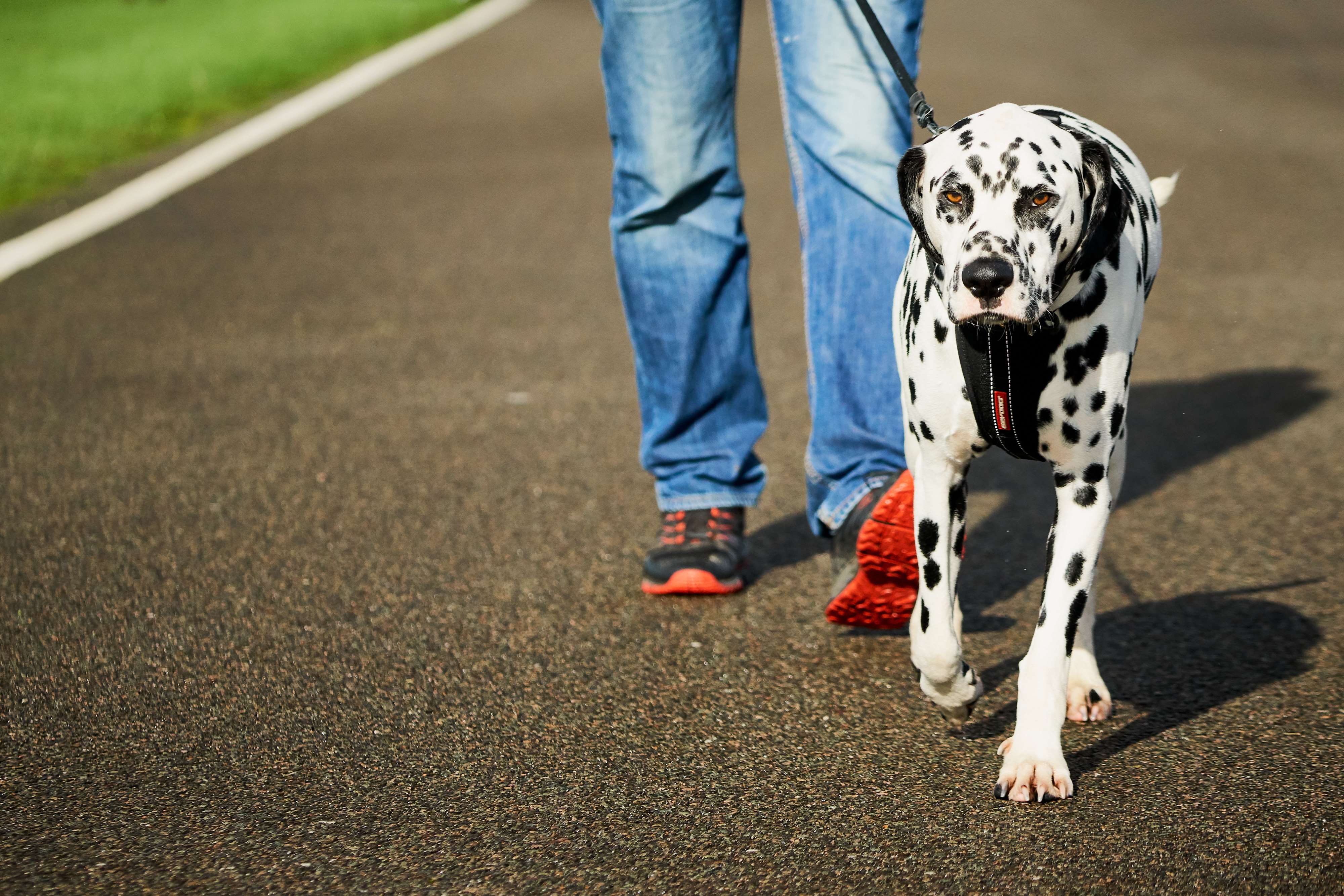 Goodwood Goodwoof Big Dog Walk