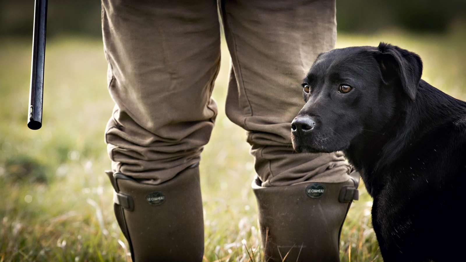 Man with his gundog at his side, coming to Goodwoof dog event.