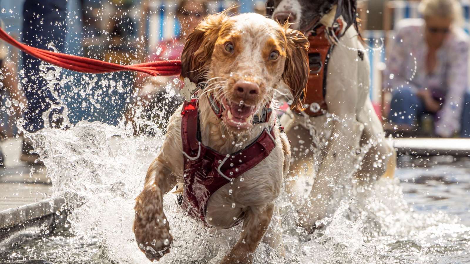 Spaniels playing in water at The Goodwoof dog event in 2022