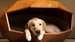 Bob enjoys Foster + Partners’ Dome-Home kennel on National Labrador Day. Ph. by PA. (2).JPG