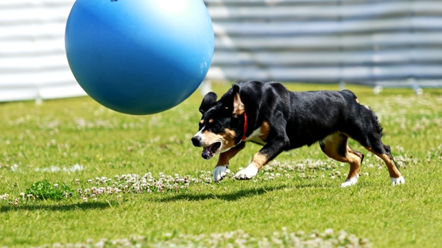 Bara svaly mistrak.jpg