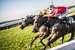 Horseracing at Glorious Goodwood with two horses battling together close up. 