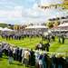 Horses in the parade ring at Glorious Goodwood. 