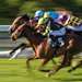 Sporting-Passions_Horseracing_Extended-Image.jpg