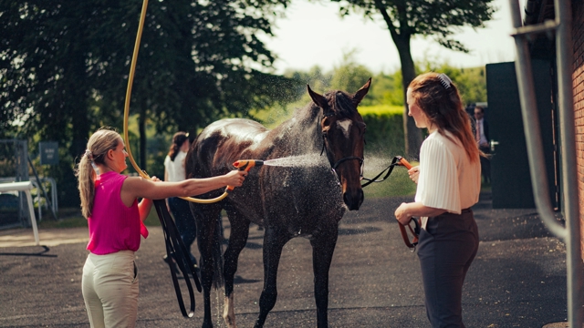 Horse being washed down after racing in the summer sun at May Festival. Ph. by Jack Beasley.jpg