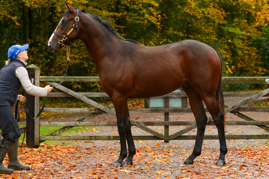 MINZAAL COLT CONFORMATION 2 - 11-11-25-1.jpg