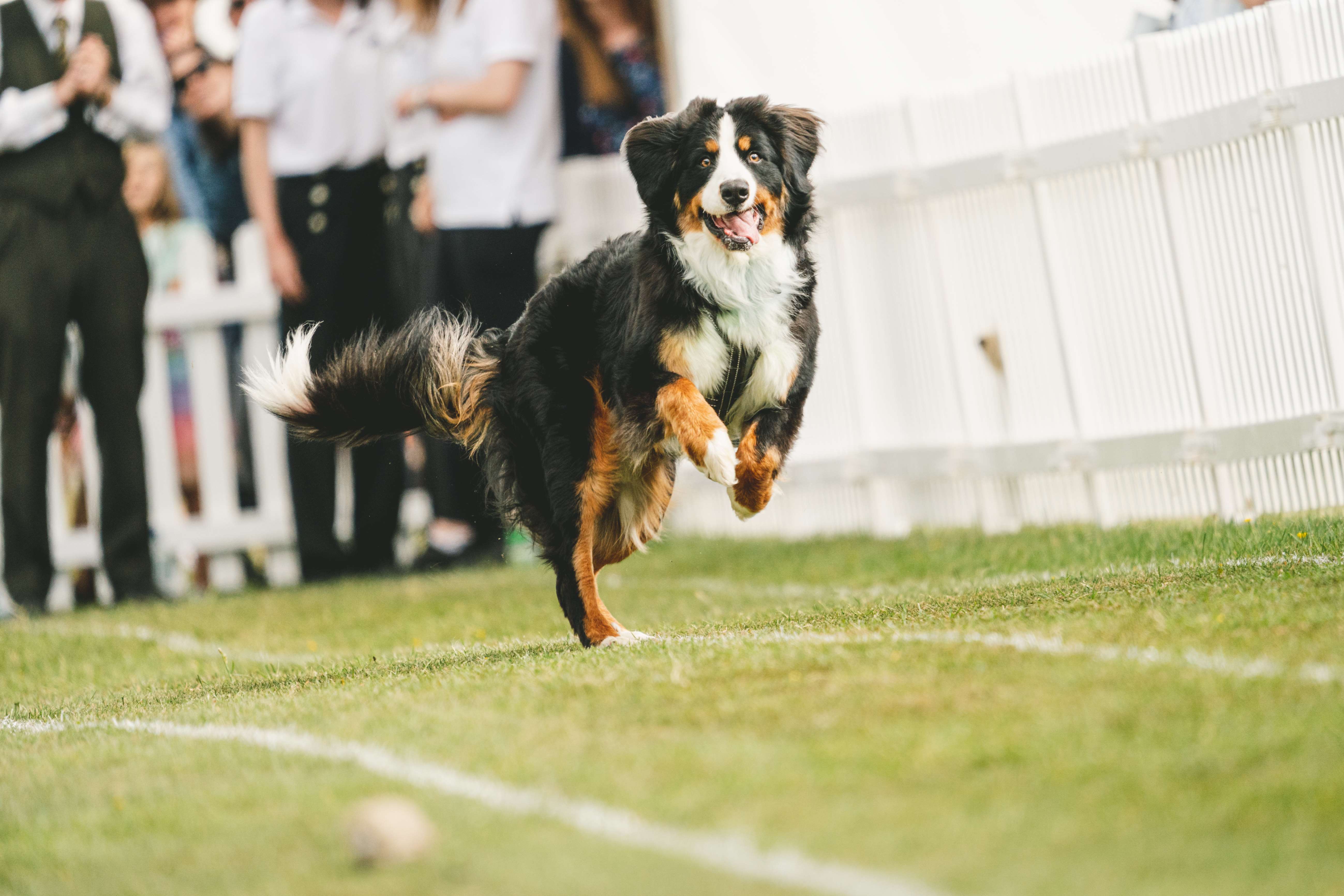 Goodwood Goodwoof and Ministry of Sound come together to create