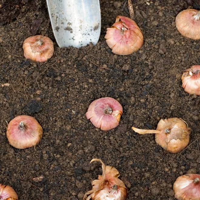 Spring bulb 1.jpg