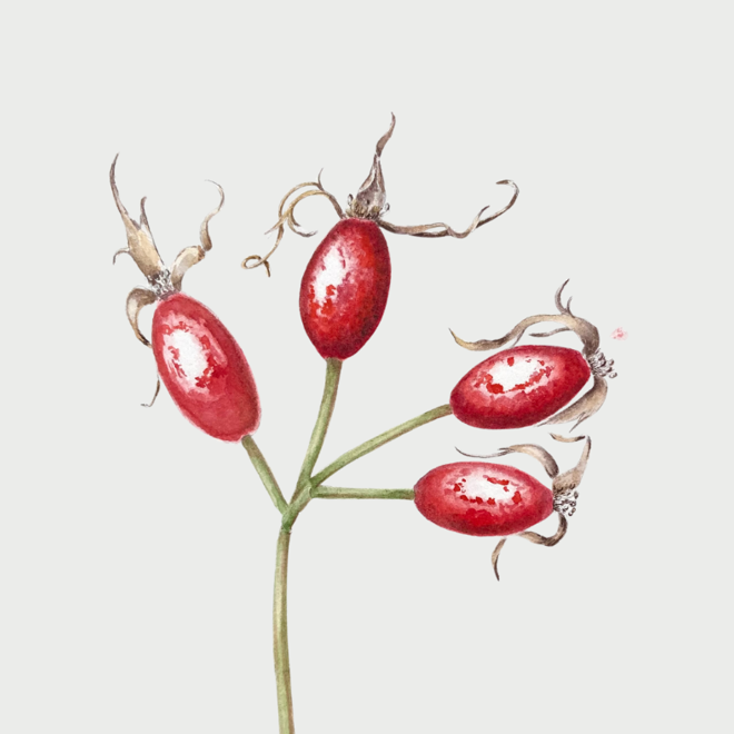 Botanical Painting Winter.png