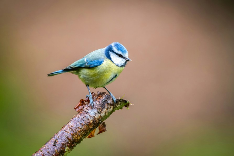 Bird Ringing.jpg