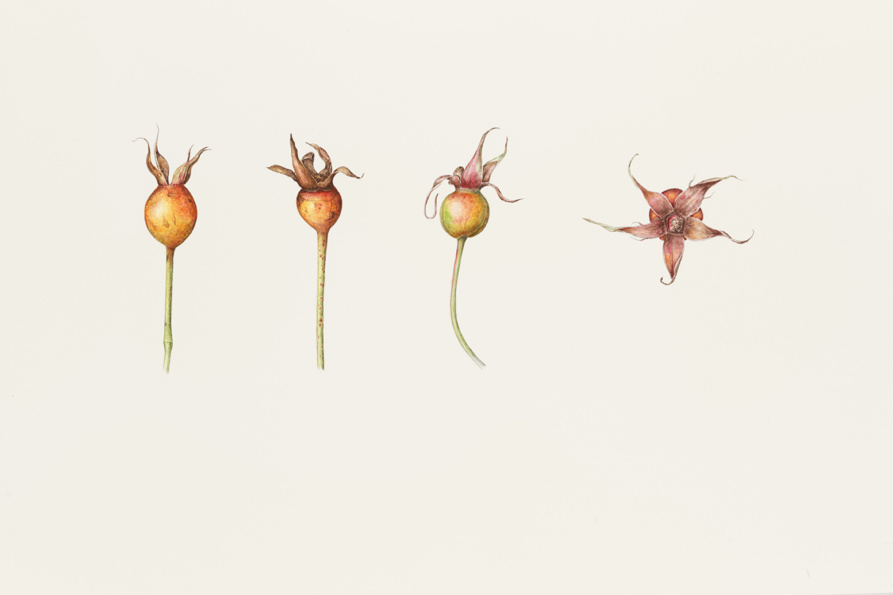 Rosehips.jpg