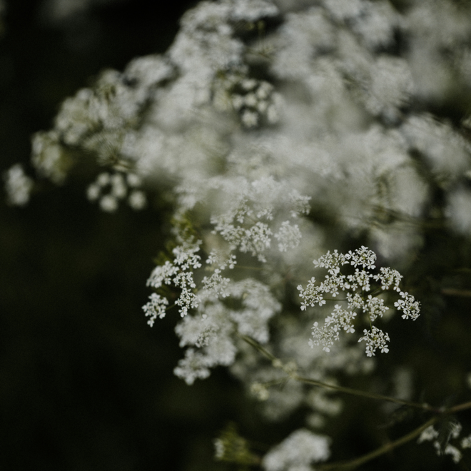 Cow parsley 1.png