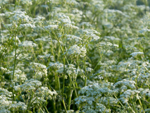 Cow parsley 2.png