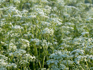 Cow parsley 2.png