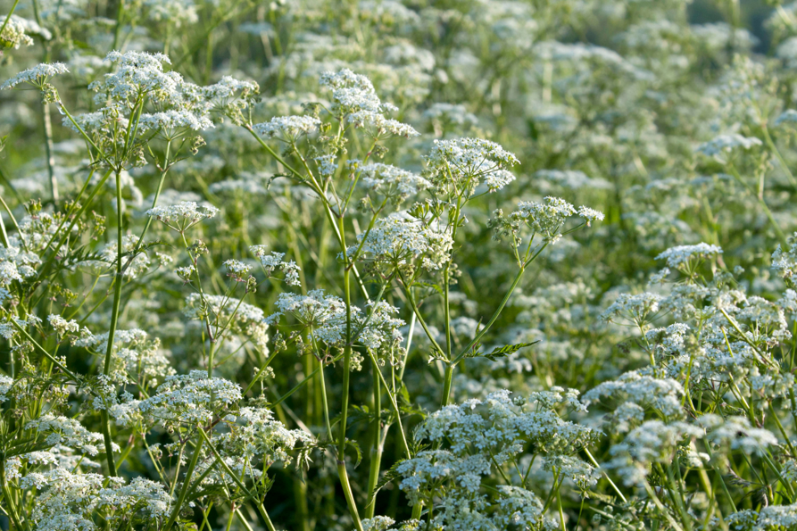 Cow parsley 2.png