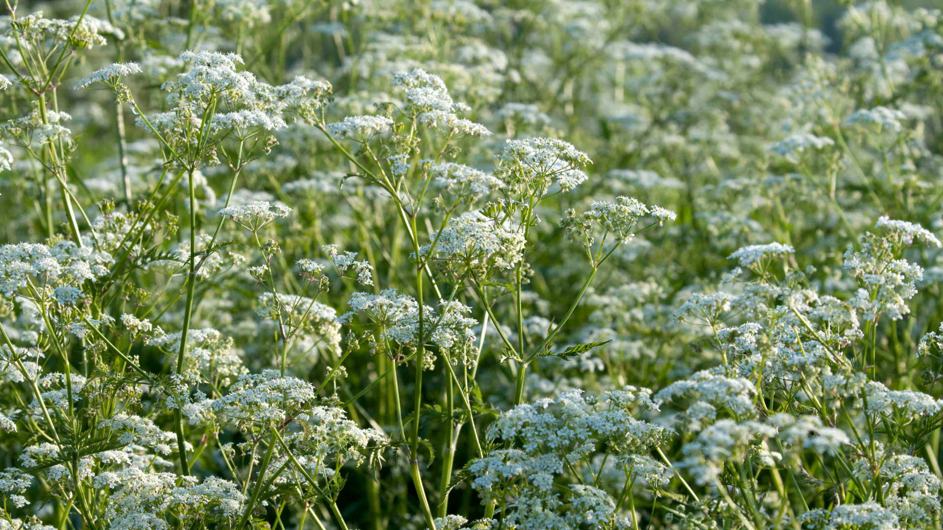 Cow parsley 2.png