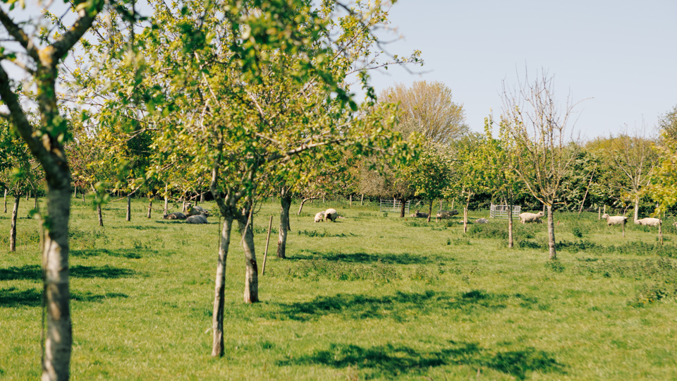 Orchard_JohnathanSwann_1.jpg