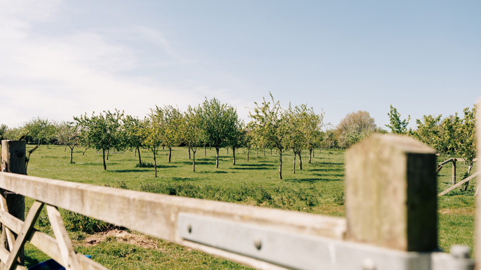 Orchard_JohnathanSwann_21.jpg