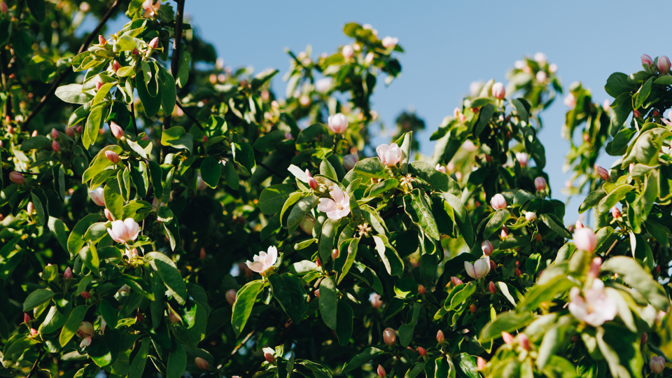 Orchard_JohnathanSwann_7.jpg