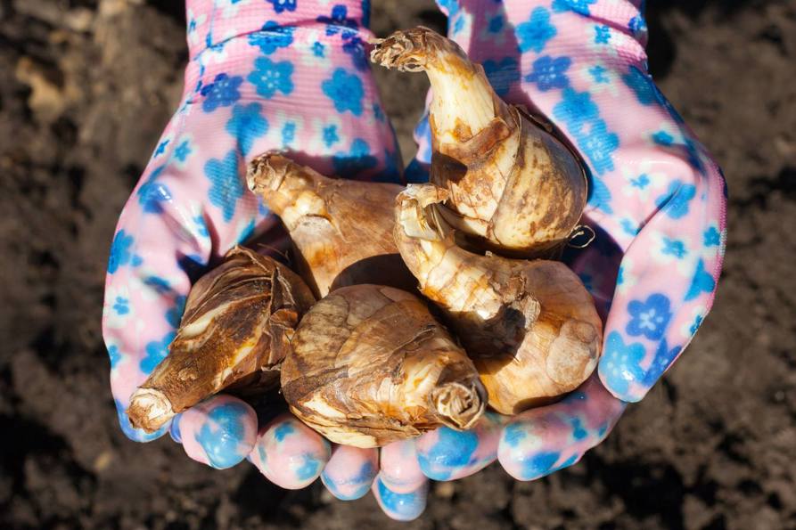 Spring bulb 2.jpg