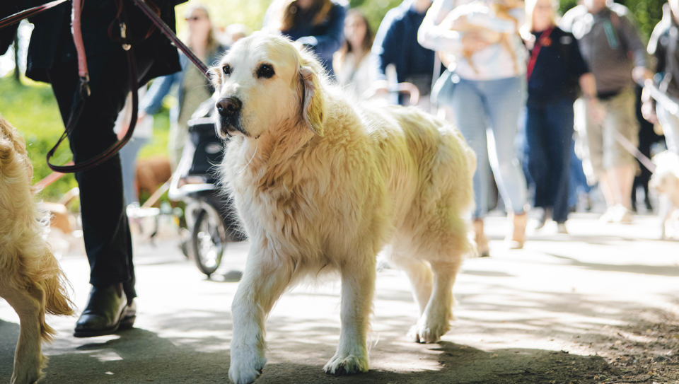 Goodwoof2026_SAT_KirstyJaynerussell-12.jpg