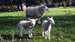 Sheep & lambs.jpg